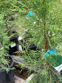 Cypresses torulosa