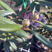 Rhododendron
