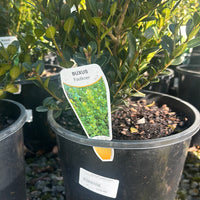 Buxus Faulkner
