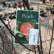 Fruit tree - Peach