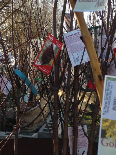 Naked trees