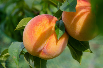 Oranamental and fruit trees