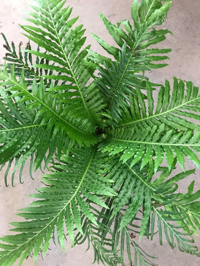 silver lady fern