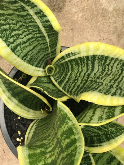 sansevieria, mothers in law tongue plant